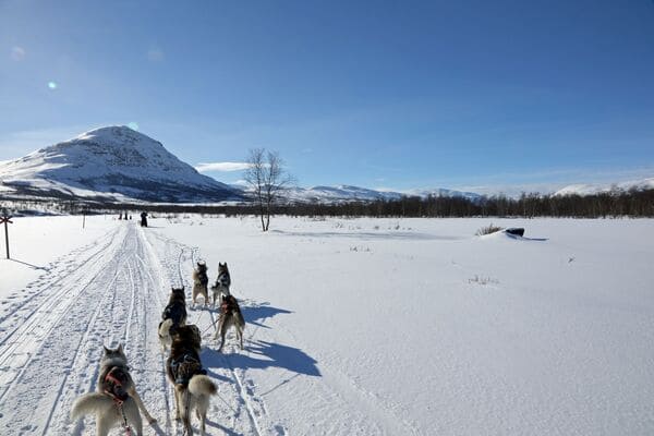Hundeschlittenfahrt in schwedisch Lappland