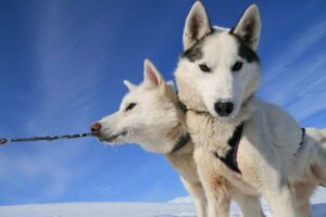 Weiße Huskys