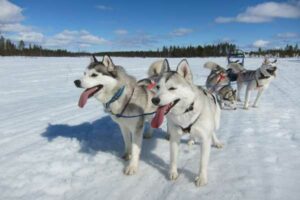 Huskys_in_den_Startlöchern