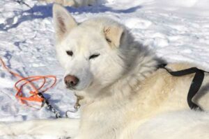 Weißer Husky