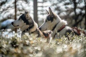 Husky-Tour - Lappland Urlaub Schweden | Pieper Erlebnisreisen