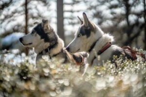 Husky-Tour - Lappland Urlaub Schweden | Pieper Erlebnisreisen