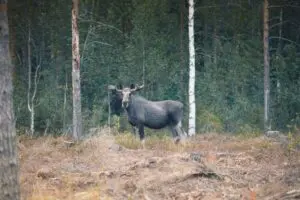 Elch in Schweden | Pieper Erlebnisreisen