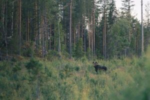 Elch in seiner natürlichen Umgebung