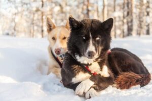 Huskys im Schnee