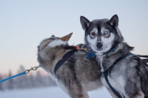 Huskys im Schnee