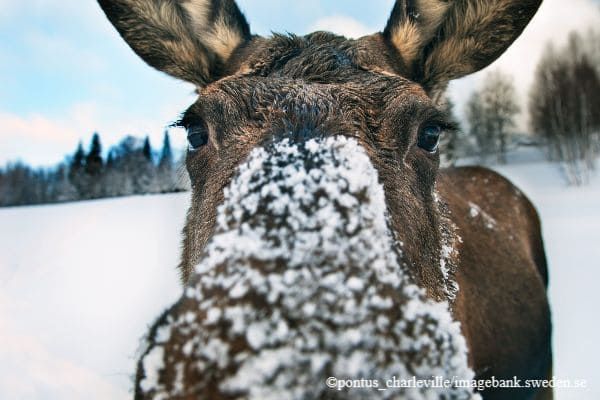 Elch mit weißer Schnauze - Erholungsurlaub Winter | Pieper Erlebnisreisen