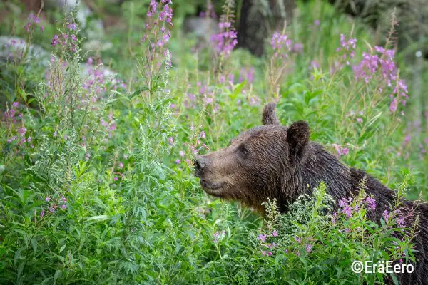 Bären in Finnland | Pieper Erlebnisreisen