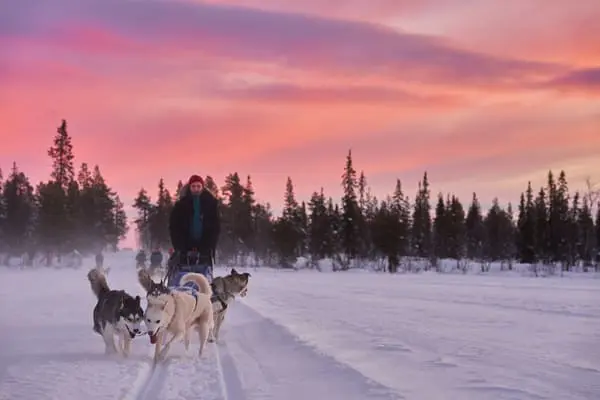 Hundeschlitten Tour bei Sonnenaufgang - Lappland-Winterurlaub | Pieper Erlebnisreisen