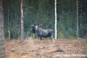 Elchbeobachtungen | Pieper Erlebnisreisen